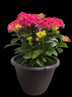 Hydrangea | Hydrangea Paniculata Early Evolution (XL)