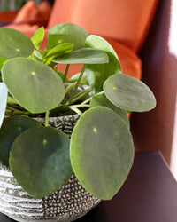 pancake succulent Pilea Peperomioides | Pancake Plant | 4" Pot