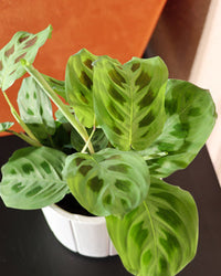 prayer plant kerchoveana Maranta Kerchoveana | Green Prayer Plant | 4" Pot | Pet Friendly And Easy Care Houseplant
