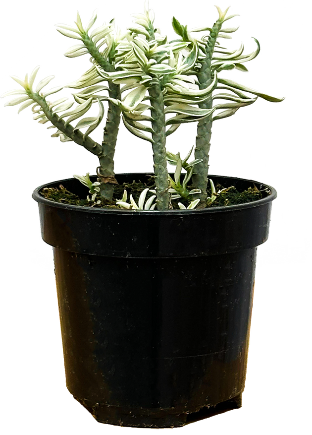 Euphorbia Trigona Variegata | 4
