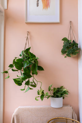 inspiratie