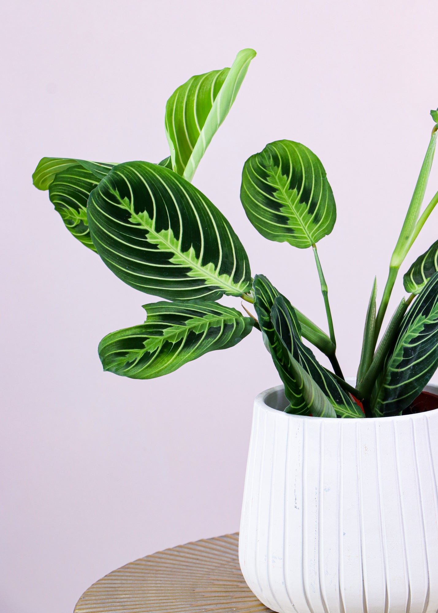 Maranta Leuconeura Lemon Lime Prayer Plant (S)