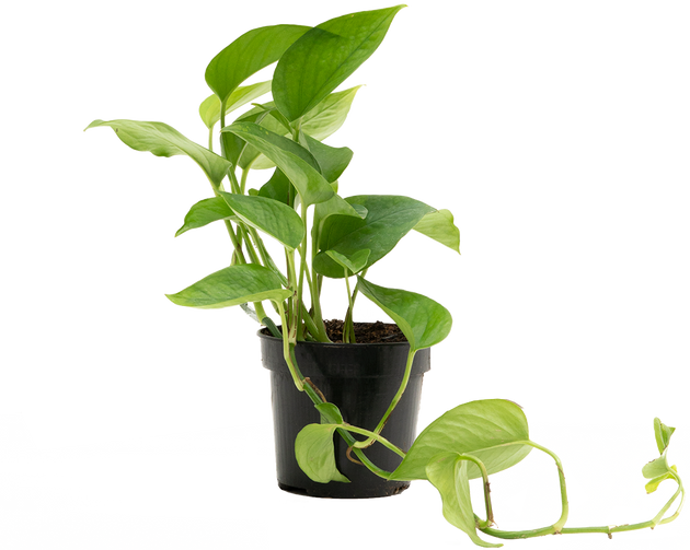 epipremnum aureum jade pothos Epipremnum Aureum | Jade Pothos | | Easy Care Houseplant