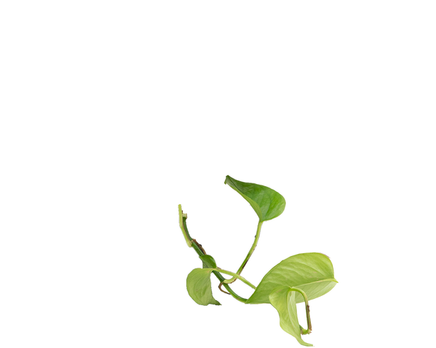 Epipremnum Aureum | Jade Pothos | | Easy Care Houseplant