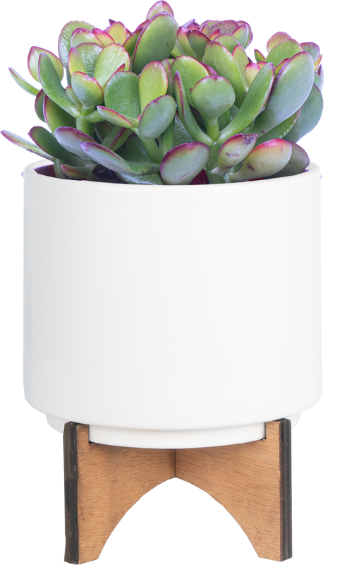 Crassula | Jade Plant (S)