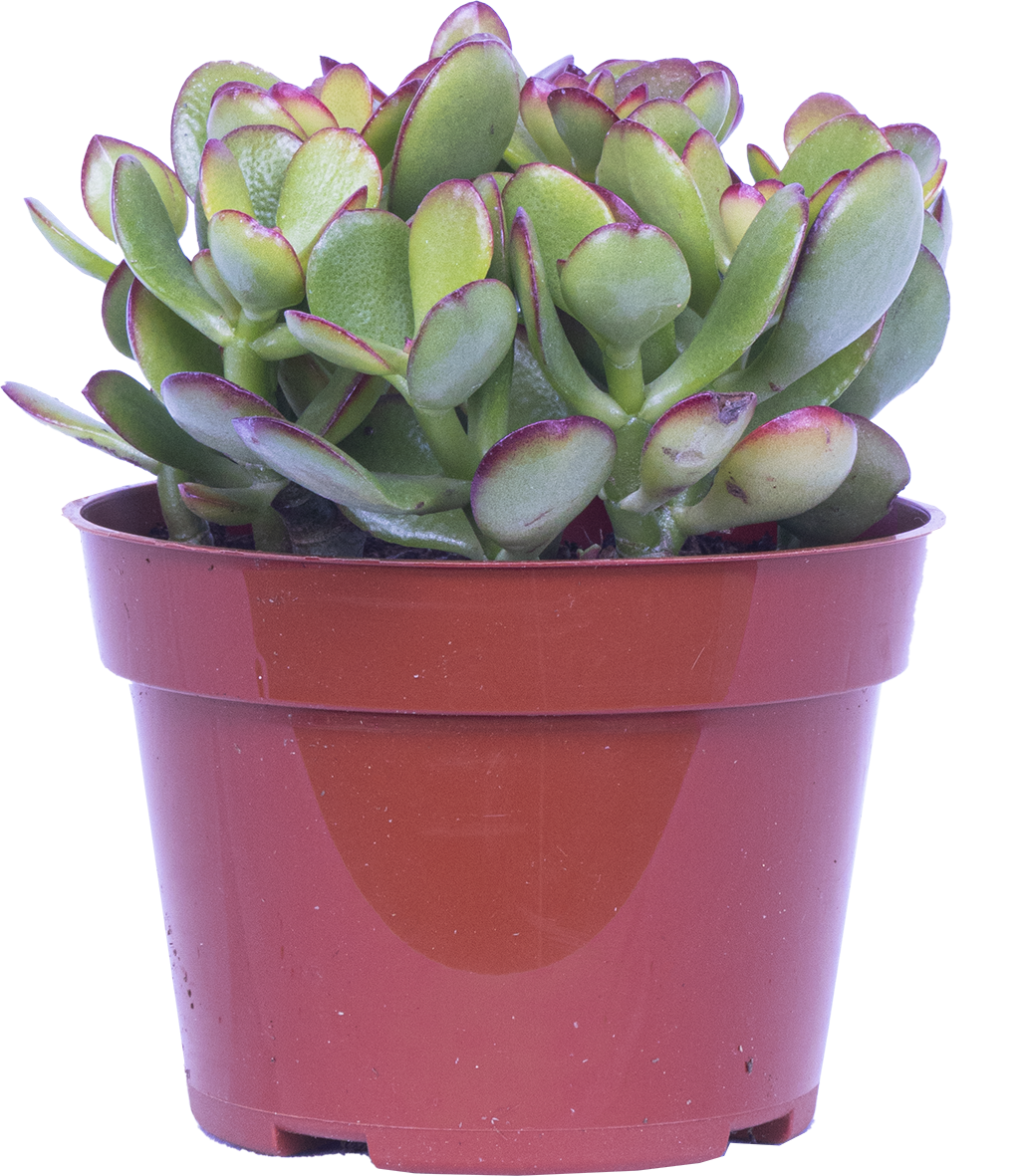 Crassula | Jade Plant (S)