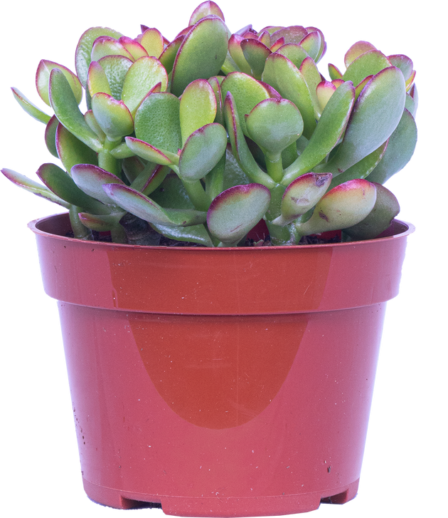 Crassula | Jade Plant | 4