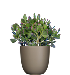 Crassula | Jade Plant (M)
