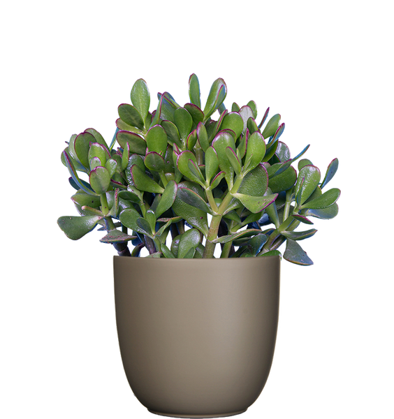 gumby jade plant Crassula | Jade Plant | 6" Pot | Easy Care Houseplant