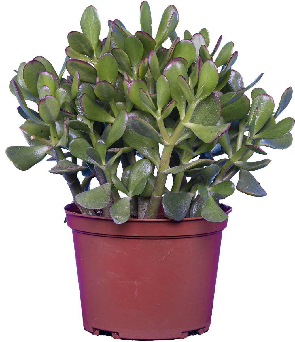 Crassula | Jade Plant (M)
