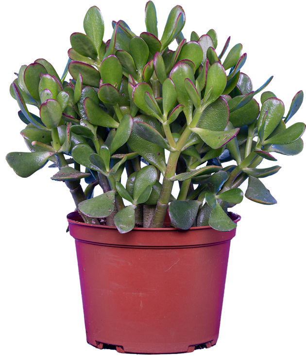 Crassula | Jade Plant | 6