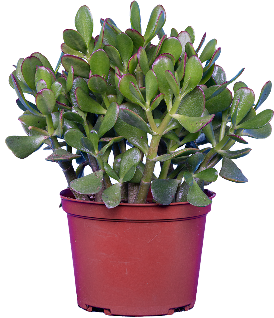 Crassula | Jade Plant (M)