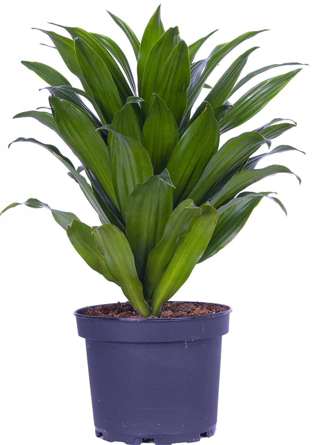 Dracaena Janet Craig Compacta (M)
