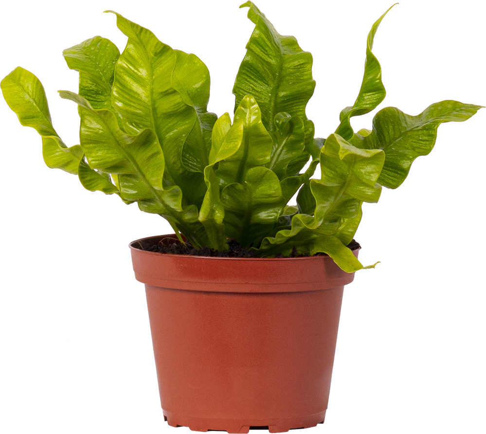 Asplenium Crispy Wave | Birds Nest Fern (S)