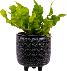birds nest crispy wave fern Asplenium Crispy Wave | Birds Nest Fern | 2.5" Pot | Pet Friendly And Easy Care