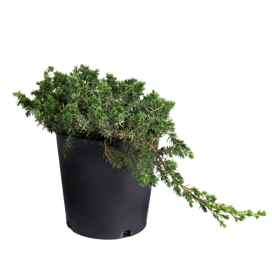 Juniperus Conferta Blue Pacific | Dwarf Conifer (L)