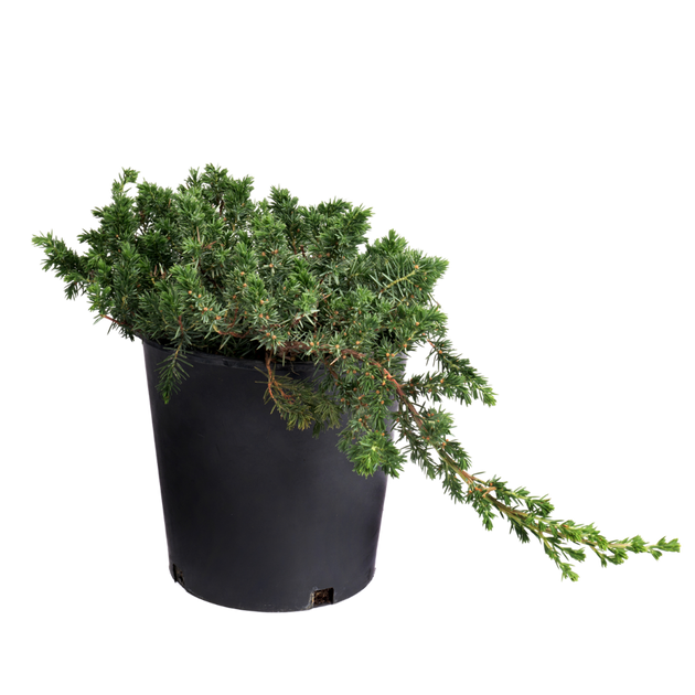 Juniperus Conferta Blue Pacific