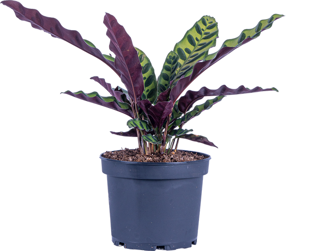 are rattle snake plants pet safe Calathea Lancifolia | Rattlesnake | 6" Pot | Pet Friendly Houseplant