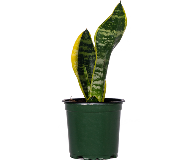snake laurentii plant care Sansevieria Laurentii | Snake Plant | 4" Pot | Easy Care Houseplant