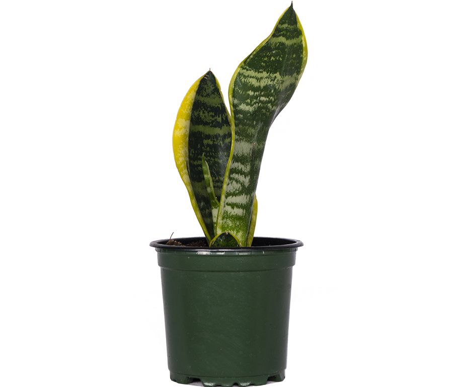 Sansevieria Laurentii | Snake Plant (S)