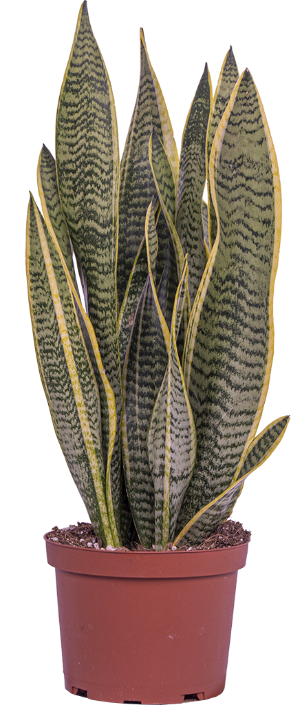 Sansevieria Laurentii | Snake Plant (M)