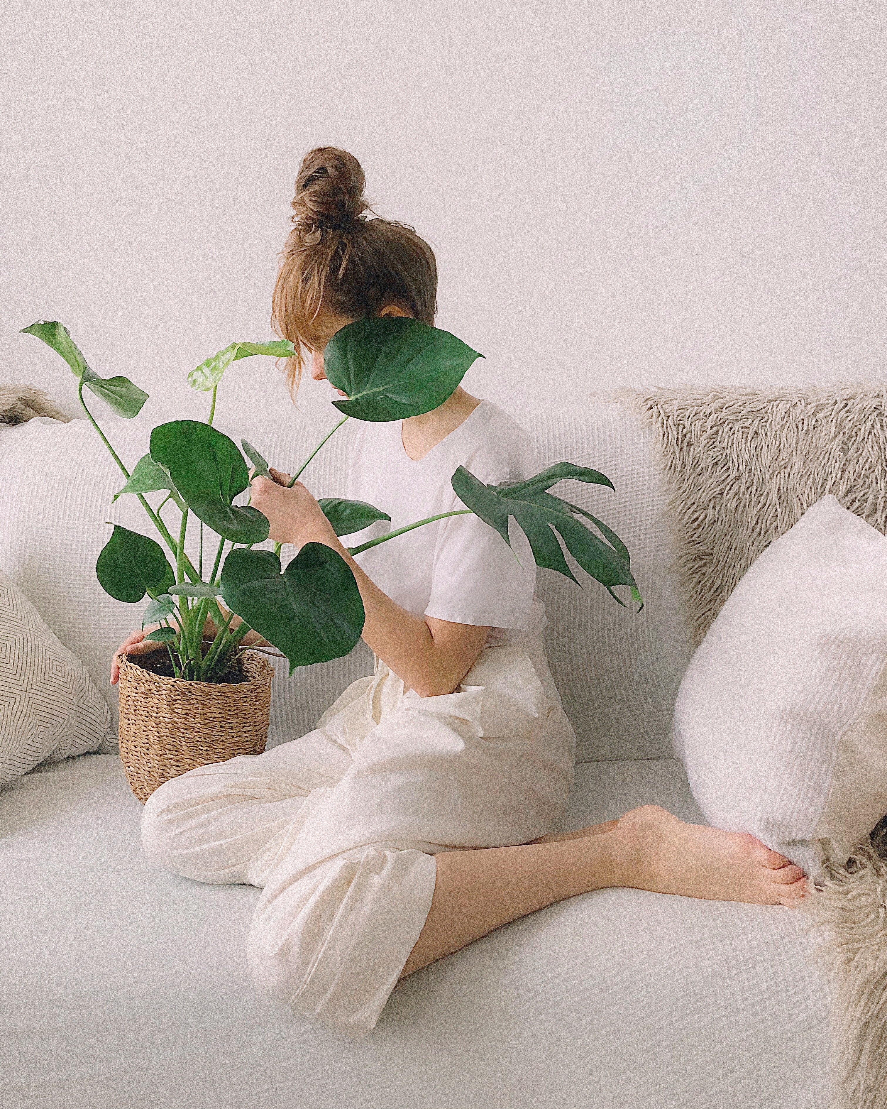 Plantsome Monstera Deliciosa - Thumbnail 2
