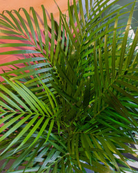 areca palm pets Areca Palm | 10" Pot | Pet Friendly Houseplant