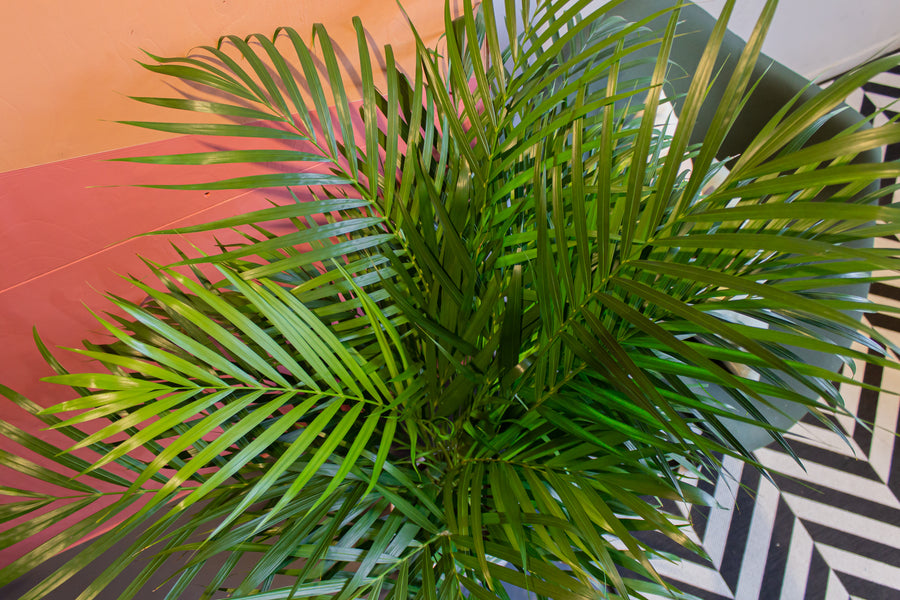 areca palm and majesty palm Areca Palm | 10" Pot | Pet Friendly Houseplant