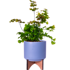 Adiantum | Maidenhair Fern (S)