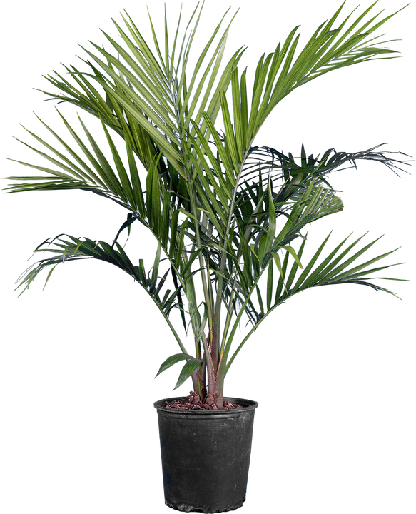 Majesty Palm | Ravaena Rivularis (XL)