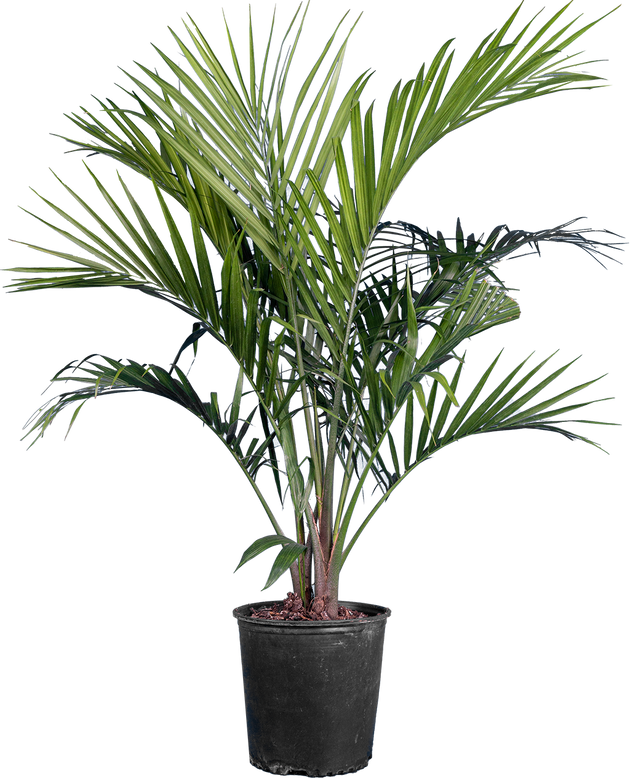 can i plant majesty palm outdoors Majesty Palm | Ravaena Rivularis | 10" Pot | Pet Friendly Houseplant