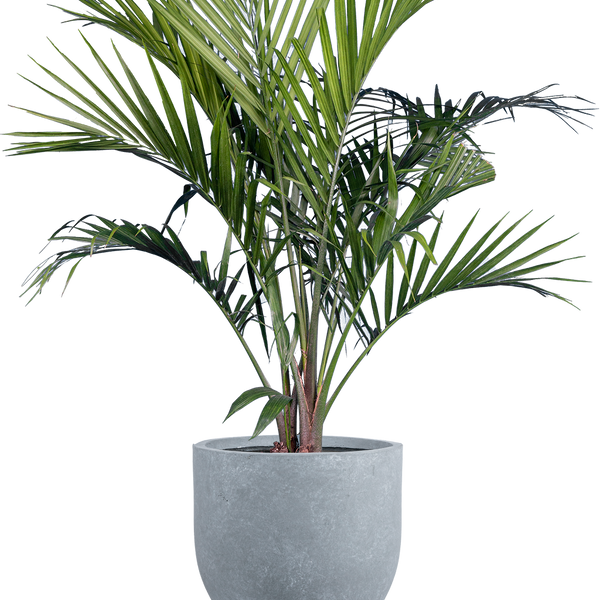 Majesty Palm | Ravaena Rivularis | 10