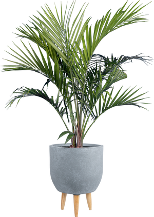 majesty palm planter Majesty Palm | Ravaena Rivularis | 10" Pot | Pet Friendly Houseplant