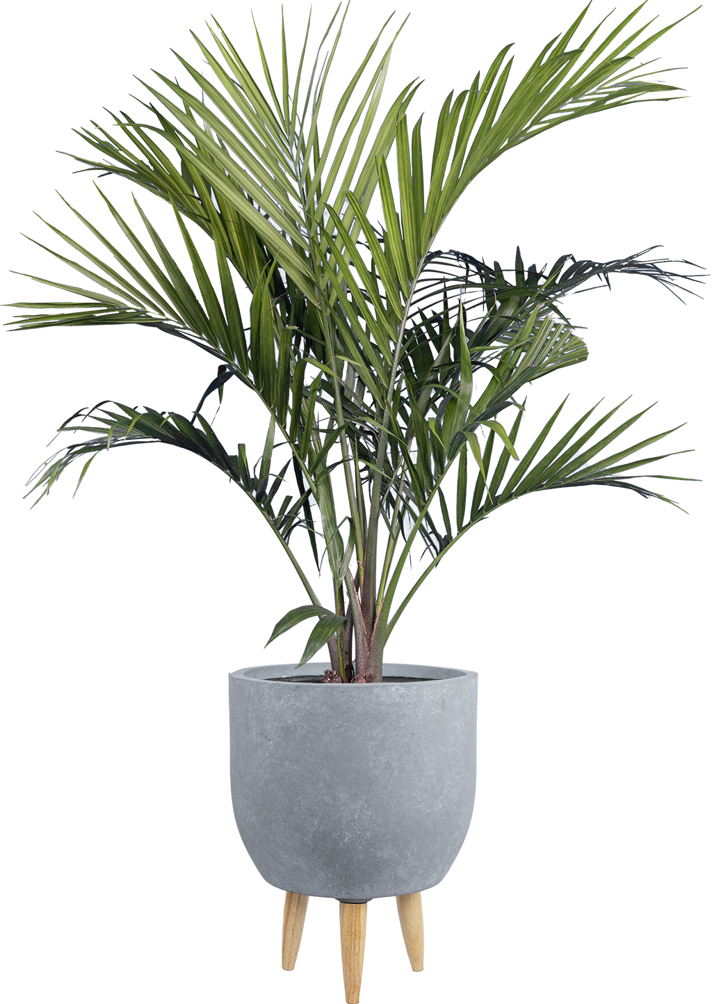 Majesty Palm | Ravaena Rivularis | 10