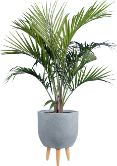 Majesty Palm | Ravaena Rivularis (XL)