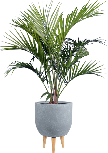 Majesty Palm | Ravaena Rivularis | 10