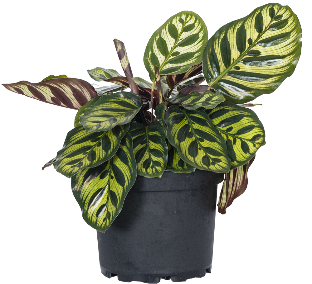 Calathea Makoyana | Peacock Plant (M)