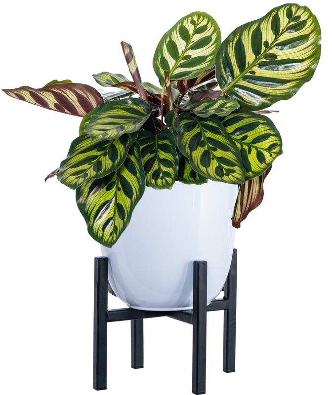 Calathea Makoyana | Peacock Plant (M)