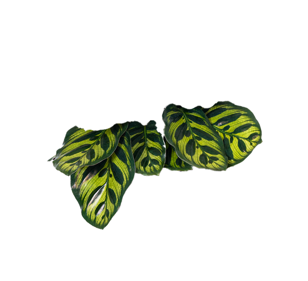 makoyana Calathea Makoyana | Peacock Plant | 6