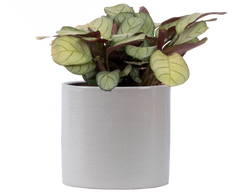 Maranta Amagris | Prayer Plant (S)
