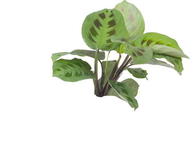 rabbit's foot prayer plant Maranta Kerchoveana | Green Prayer Plant | 4" Pot | Pet Friendly And Easy Care Houseplant