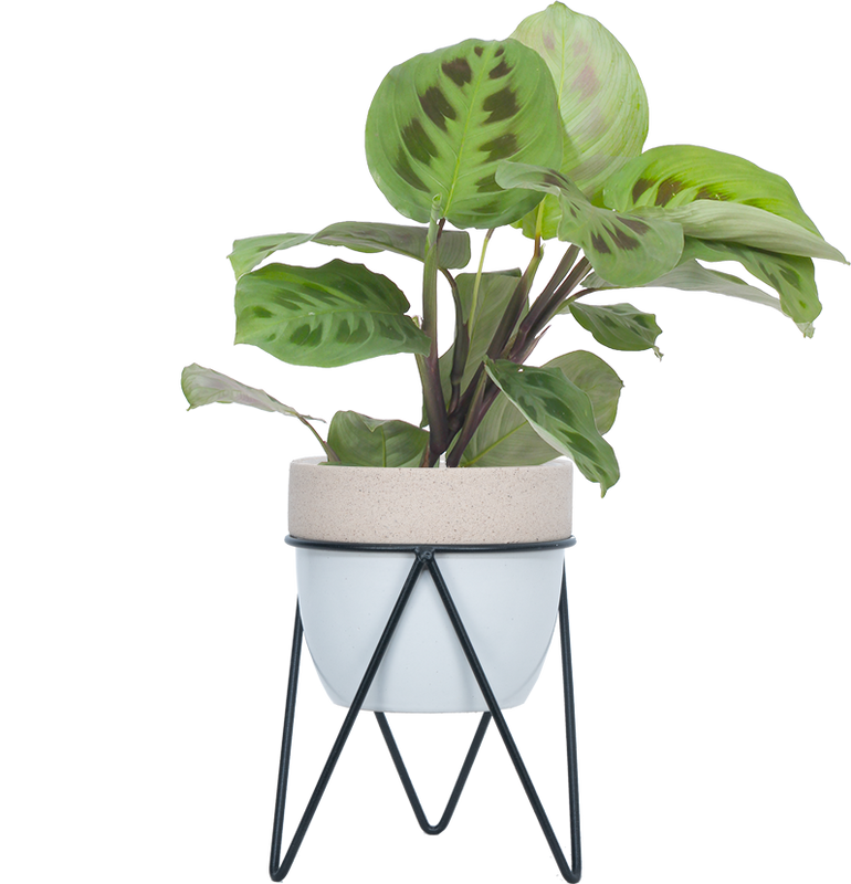 Maranta Kerchoveana | Green Prayer Plant (S)