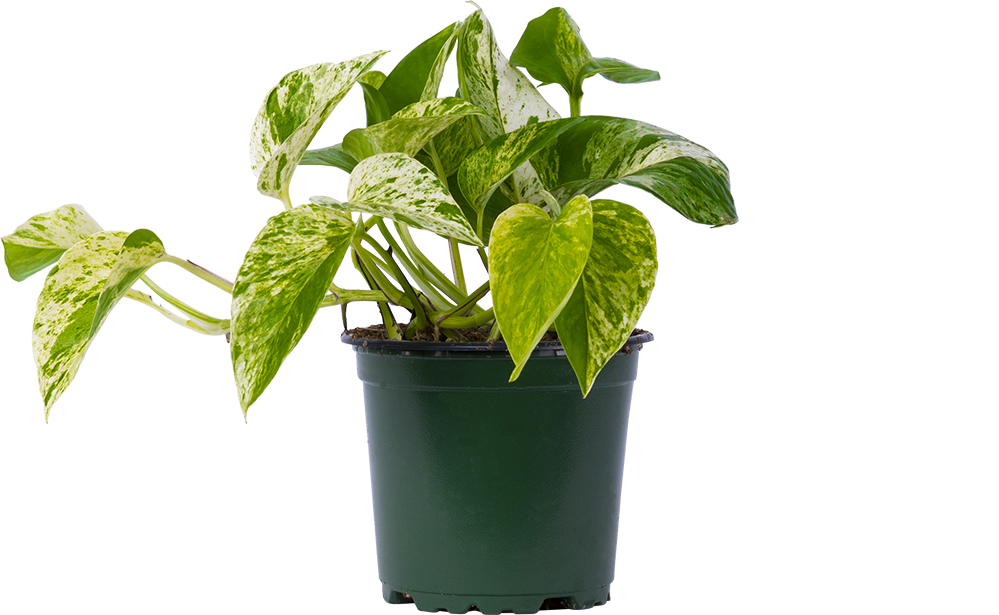 Epipremnum | Pothos Marble Queen (S)
