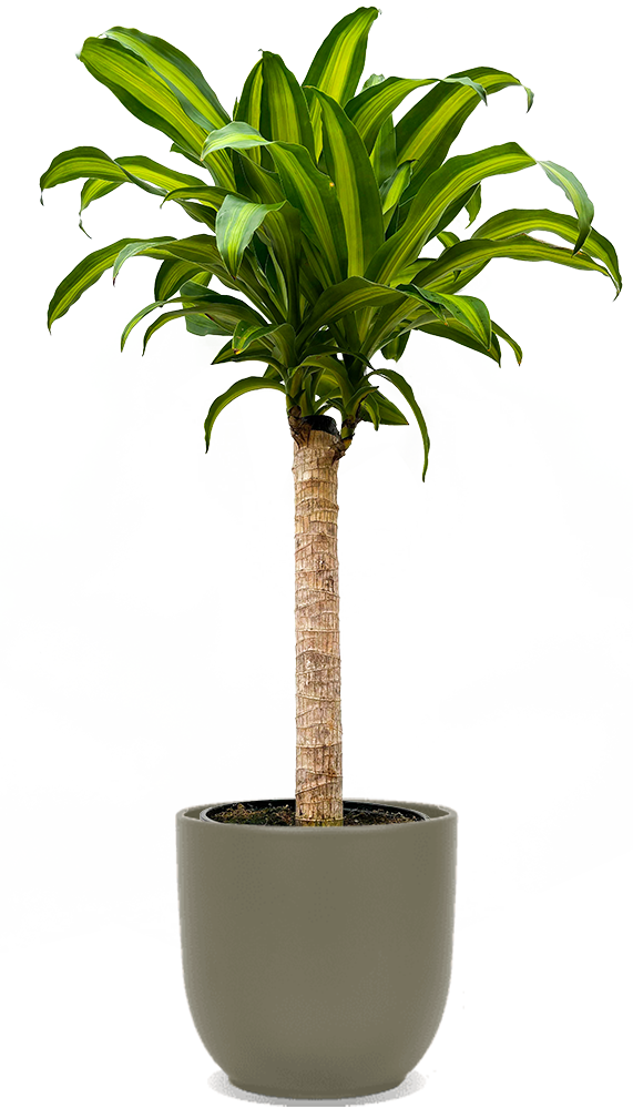 Dracaena Fragrans Mass Cane Houseplant