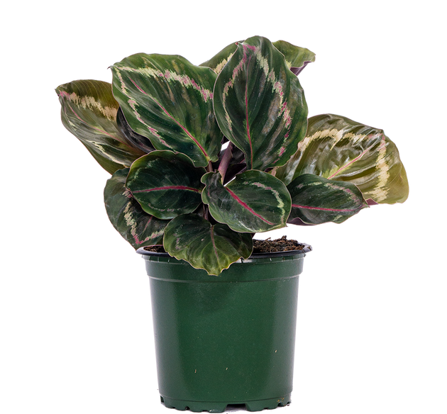 Calathea Medallion (S)