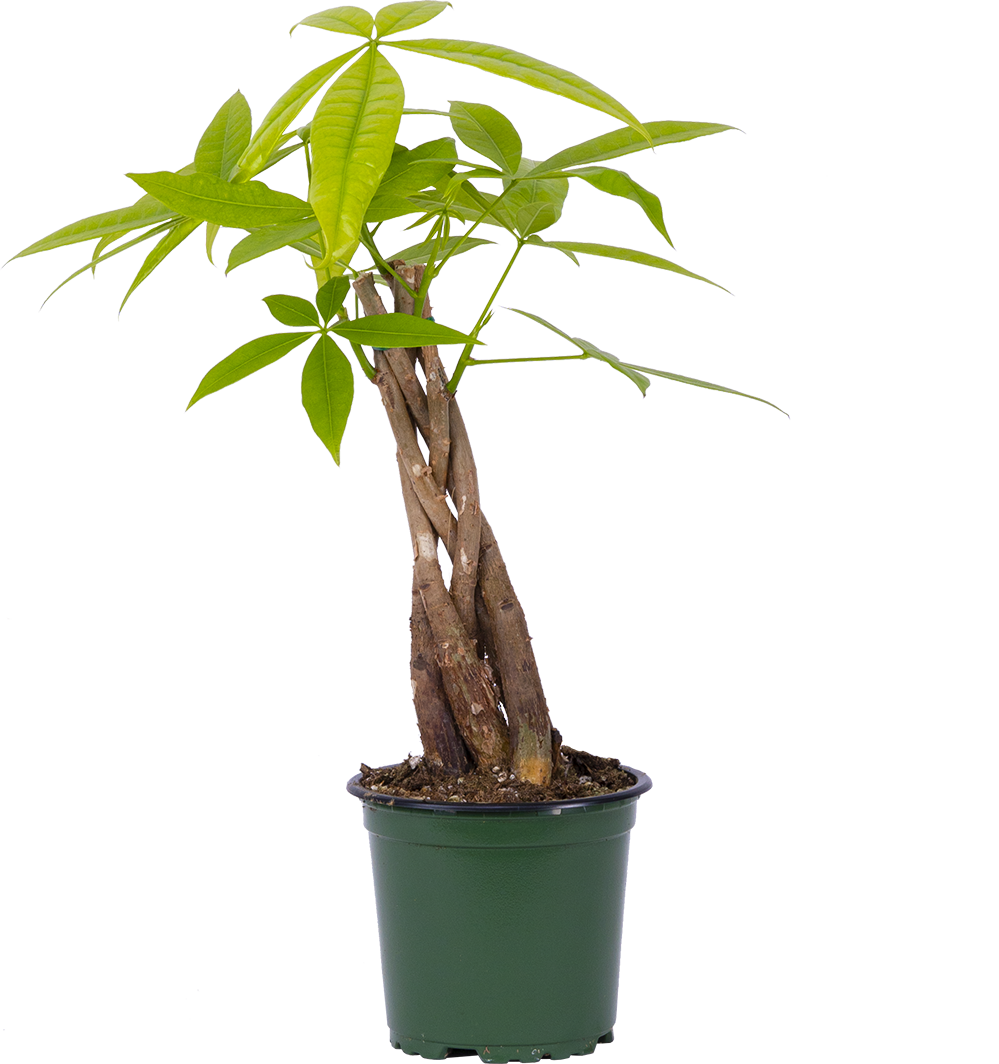 Plantsome Pachira Aquatica Money Tree