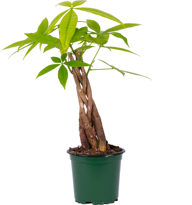 buy pachira money tree Pachira Aquatica | Money Tree | 11cm | Easy Care Houseplant