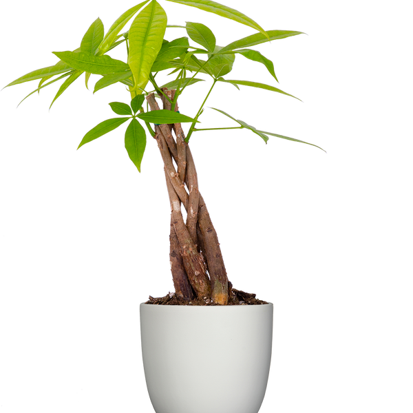 money tree white center Pachira Aquatica | Money Tree | 11cm | Easy Care Houseplant