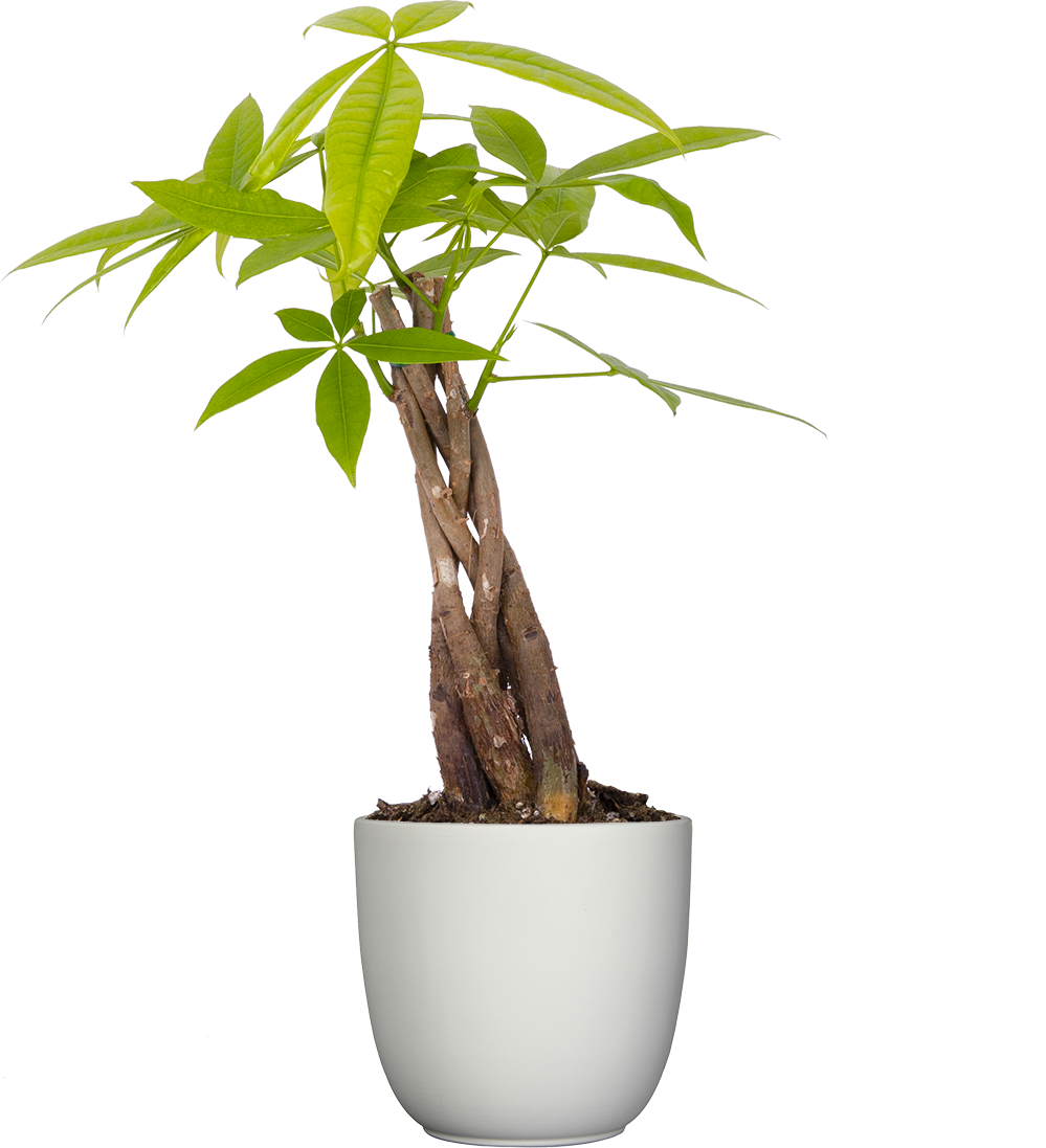 money tree bamboo plant Pachira Aquatica | Money Tree | 4