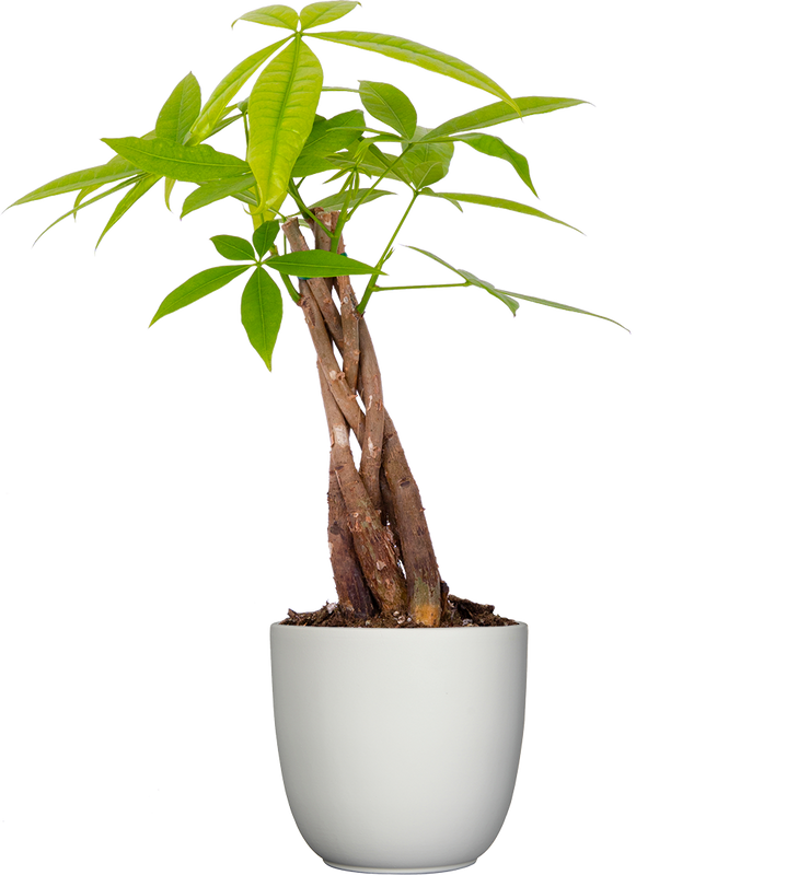 Pachira Aquatica | Money Tree (S)